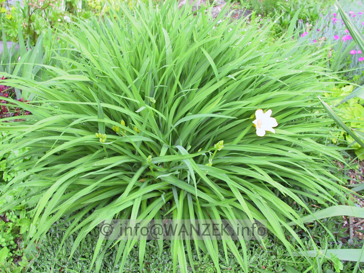 Hemerocallis Stella d' Oro - Staude.JPG